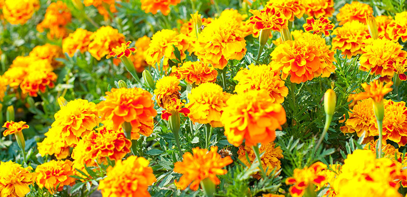 Yellow French Marigolds In The Sun