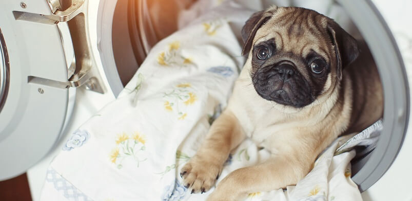 Puppy On Blanket In Washing Machine