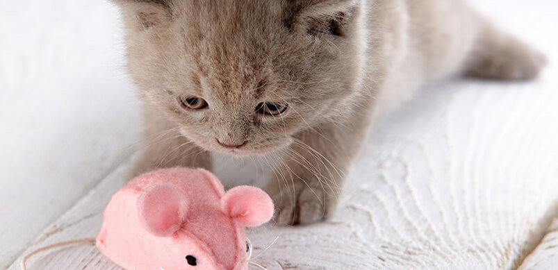 Kitten Playing With Pink Mouse Toy