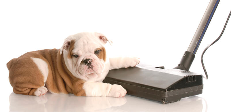 English Bulldog Sitting Beside Vacuum