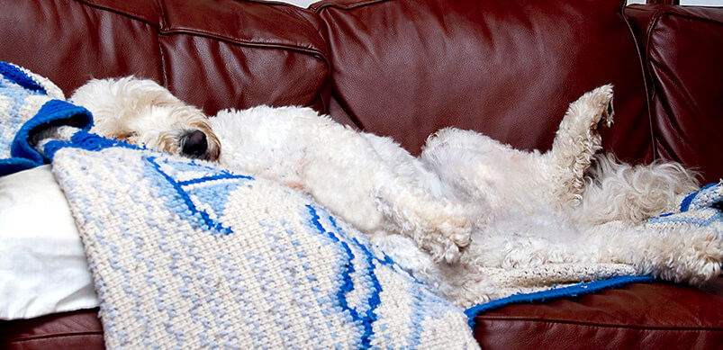 Dog Lying On Blanket On Sofa