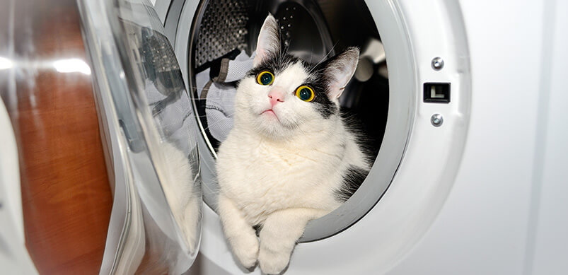 Cat Inside A Washing Machine