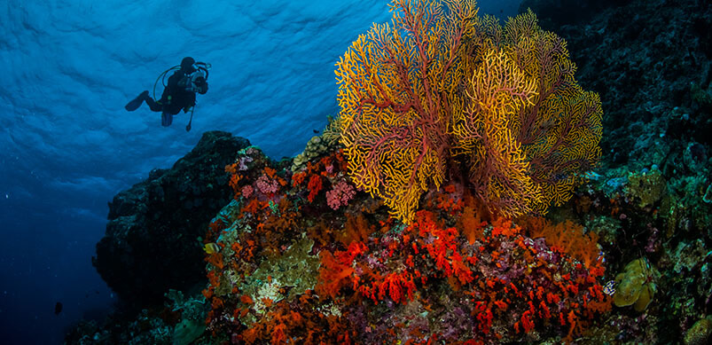 Photo Of Colourful Coral Underwater