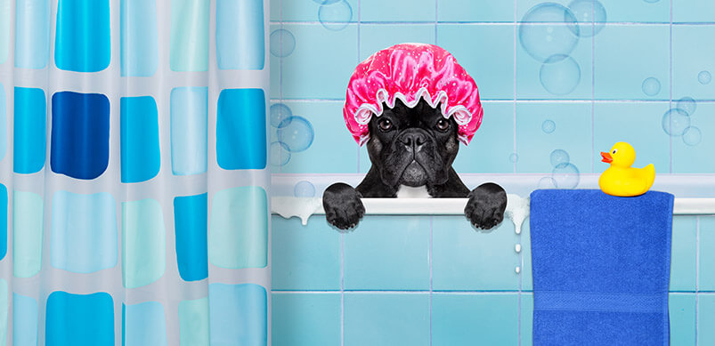 French Bulldog Wearing Shower Cap In Bath