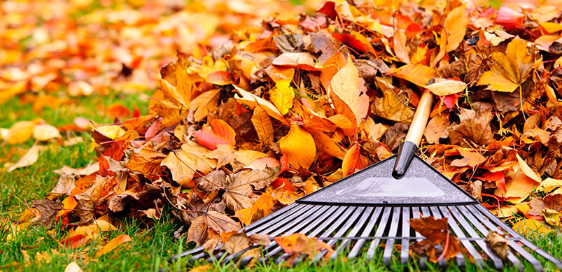 Garden Rake Sweeping Autumn Leaves