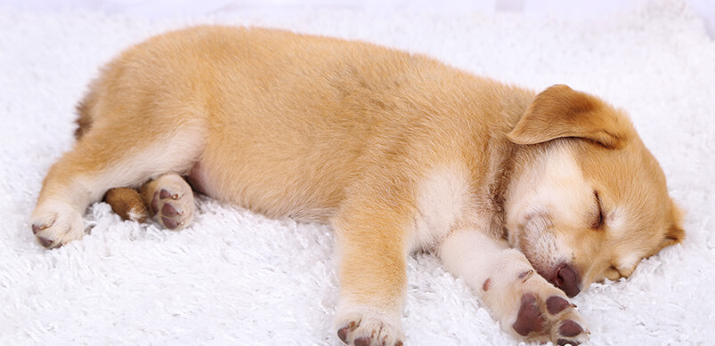 Puppy Lying On White Carpet