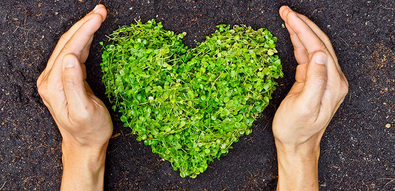 Green Plant Grown Into A Heart Shape 