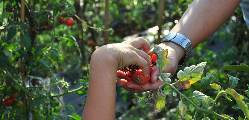 Hands Holding Fresh Tomatoes