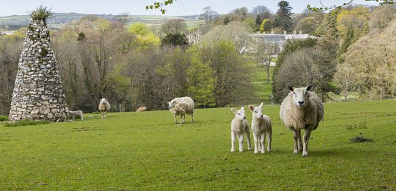 Baby Lambs At Arlington Court