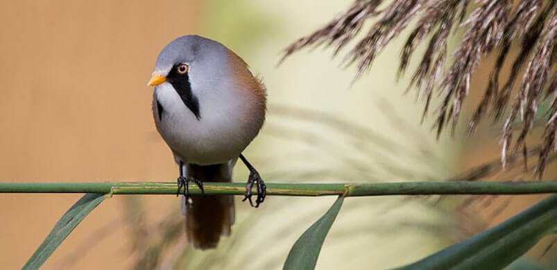 Bird On Branch At Blakeney Point In Norfolk