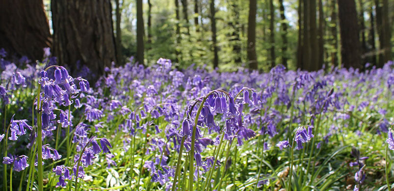 Bluebells At Cliveden Buckinghamshire