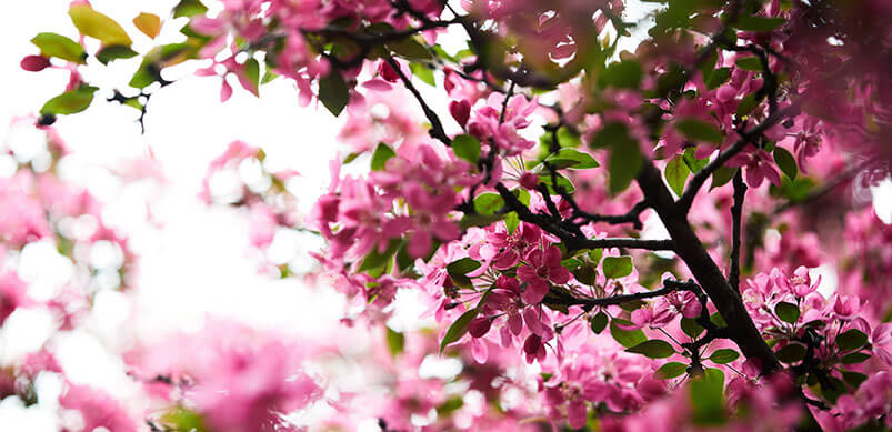 Close Up Of Pink Blossom Tree