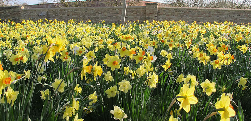 Daffodils At Wimpole Gardens