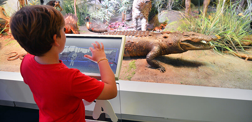 Child Looking Into Glass In Museum