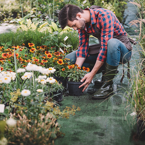 Man Planting Flowers In Garden