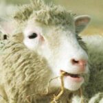 Image Of Dolly The Sheep