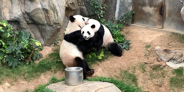 Pandas In Zoo