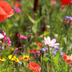 Colourful Wildflower Outdoors