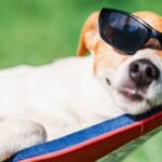 Dog With Sunglasses In Hammock