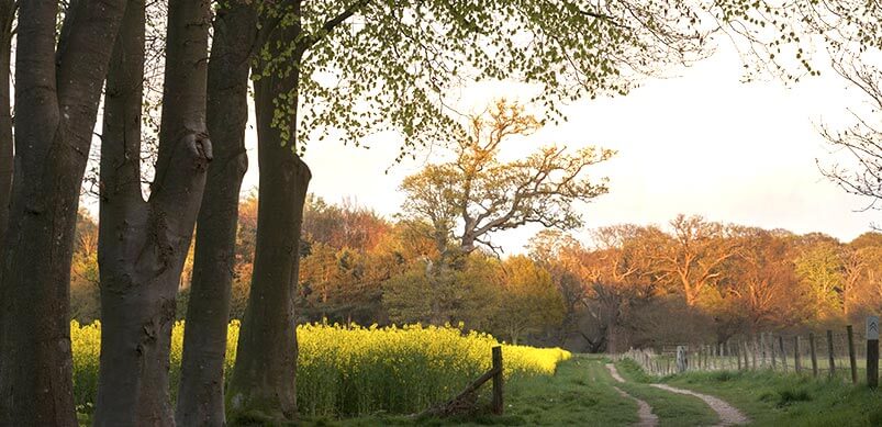 National Trust Blicking Estate