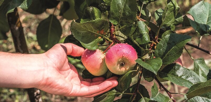 Picking Apples From Tree