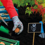 Person Planting Tulips In Autumn