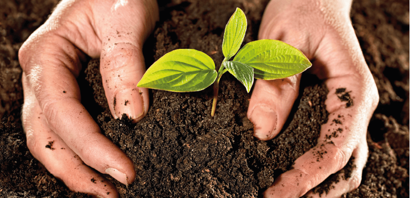 Seeds Sprouting In Soil