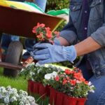 Hands Planting Flowers