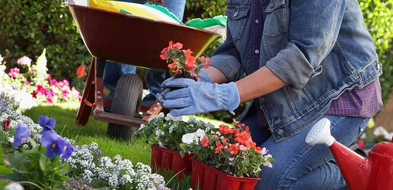 Hands Planting Flowers