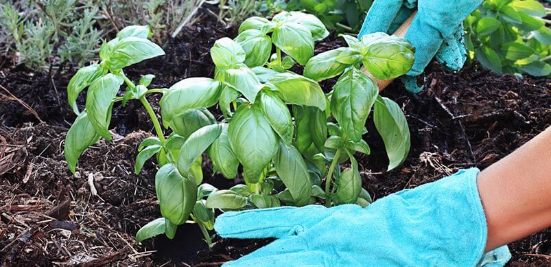 Hands Planting Basil