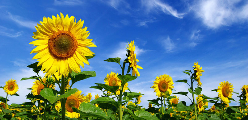 Sunflowers