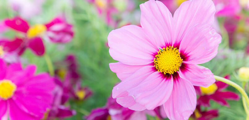 Pink Cosmos Flowers