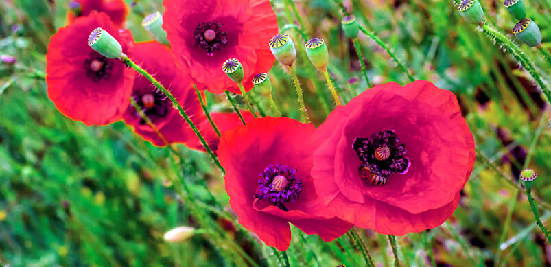 Red Poppies