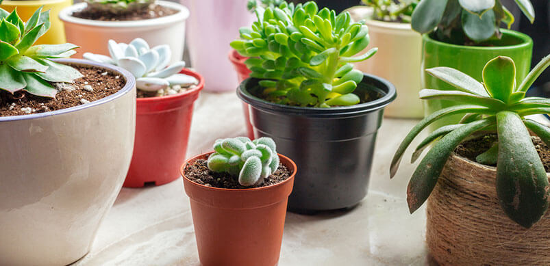 Plants in Pots