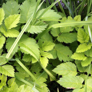 Ground Elder