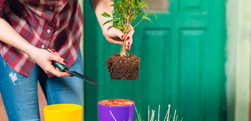 Plant Pot Changing