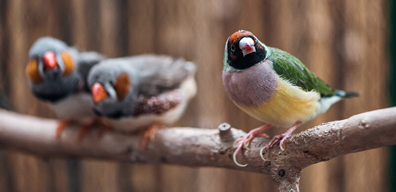 Wild Birds In Tree