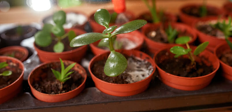 Plant Pots With Feed