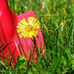 Shovel Digging Up Dandelion