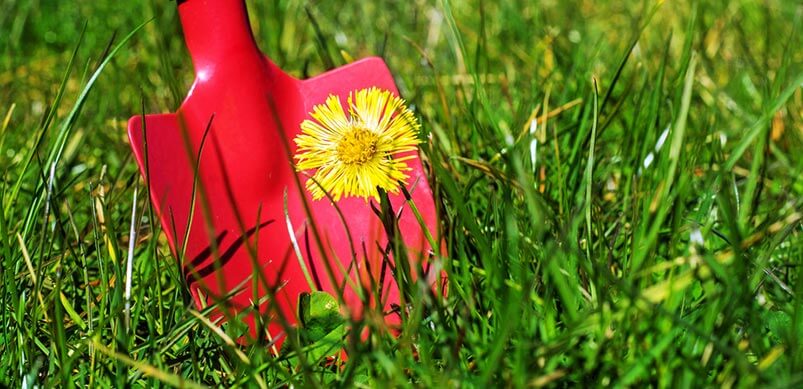 Shovel Digging Up Dandelion