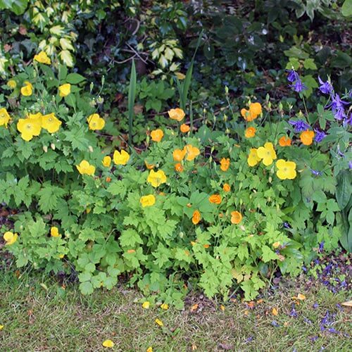 Weeds In Garden