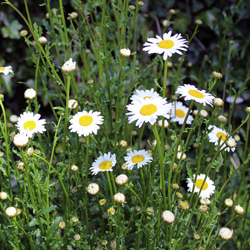 Daisy's In Garden