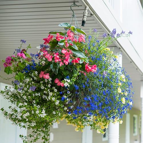 Hanging Basket In Garden