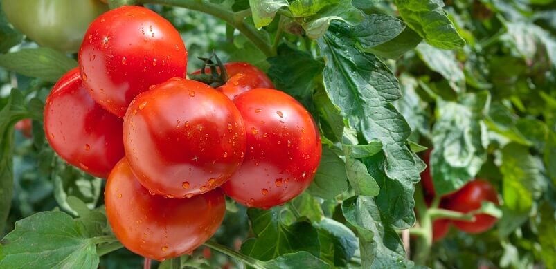 Growing Tomatoes