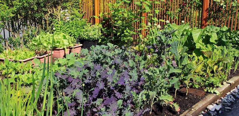 Vegetable Allotment