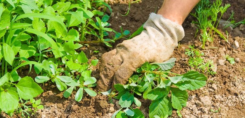 Hand pulling up weeds with garden glove