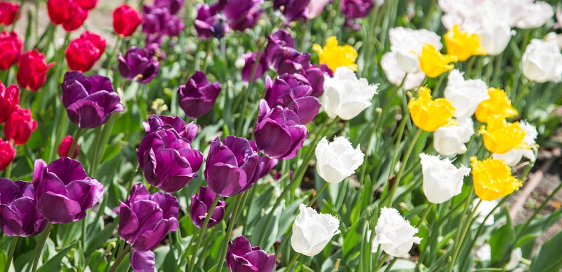 Colourful garden flowers