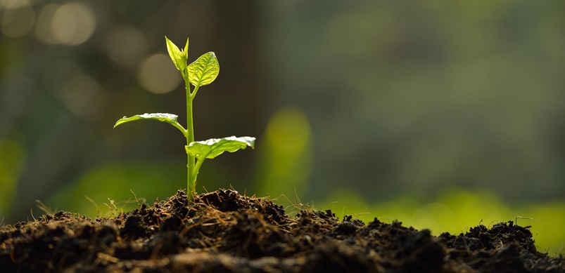 Small plant growing out of soil