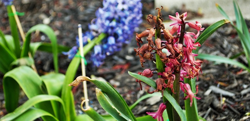 Dying flowers in garden