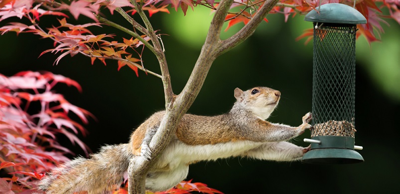 Squirrel reaching for garden feeder